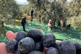 Bursa'da sofralık zeytin hasadı başladı: İsviçre'den talep var