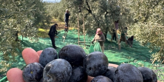 Bursa’da sofralık zeytin hasadı başladı: İsviçre’den talep var
