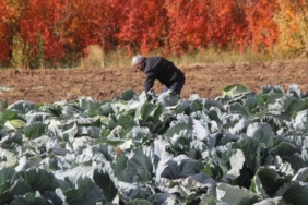 Deden toruna kalan ata tohumundan 30 yıldır üretiyor