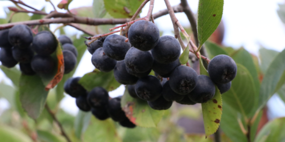 Destekler organik tarım üretimini artırdı