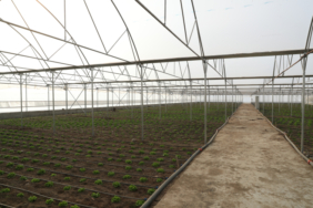 Doğu Anadolu'nun en büyük toplu sera alanı kuruluyor