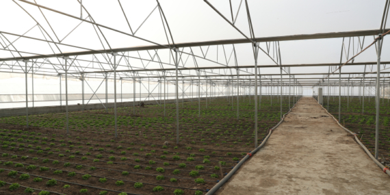 Doğu Anadolu’nun en büyük toplu sera alanı kuruluyor