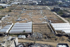 Gazze'de tarım altyapısının yüzde 89'u hasar gördü