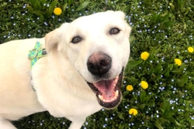 Golden retriever cinsi köpekler, insanlarla benzer duyguları etkileyen bazı genleri paylaşıyor