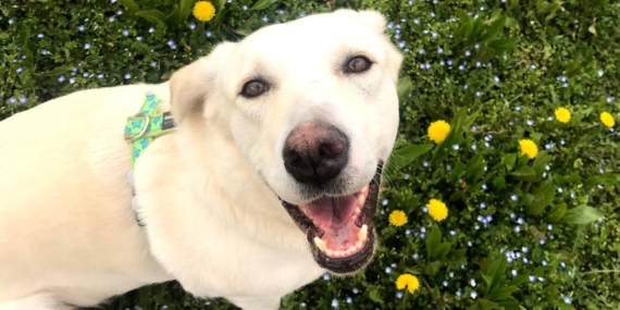 Golden retriever cinsi köpekler, insanlarla benzer duyguları etkileyen bazı genleri paylaşıyor