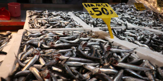 Hamsi bolluğu balıkçı tezgahlarına yansıdı