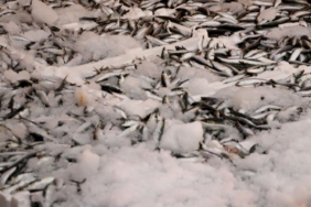 Hamsi ve sardalya bolluğu! Balıkçıların yüzünü güldürdü