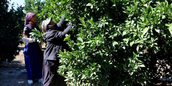 Hasat başladı, 2 yıl önceye göre verim düşük: Sabah erken saatte topluyorlar