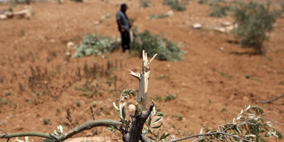 İşgalci İsrail’den Batı Şeria’da zeytin toplayan Filistinlilere ekim ayından beri 340 saldırı