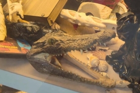 İstanbul'da iş yeri baskını: Fil dişi, timsah derisi ve trofeler yakalandı