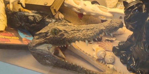 İstanbul’da iş yeri baskını: Fil dişi, timsah derisi ve trofeler yakalandı