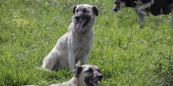 İstanbul’da sokak köpekleri kontrolsüz beslenemeyecek