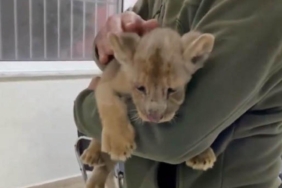 İstanbul'da yavru Afrika aslanı ele geçirildi