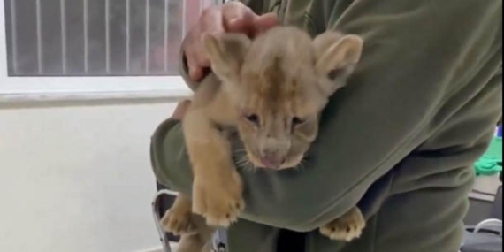 İstanbul’da yavru Afrika aslanı ele geçirildi