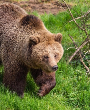 Japonya'da hükümet, ayı saldırılarına karşı ek bütçe teklifi sunmayı planlıyor