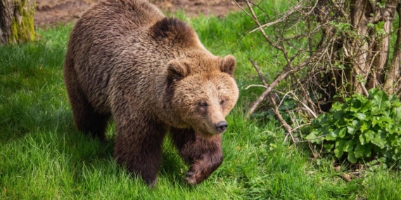 Japonya’da hükümet, ayı saldırılarına karşı ek bütçe teklifi sunmayı planlıyor