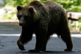 Japonya'da umumi tuvaletten çıkan yaşlı adama ayı saldırdı