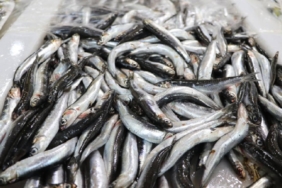 Karadeniz'in hamsisi Avrupa sofralarında