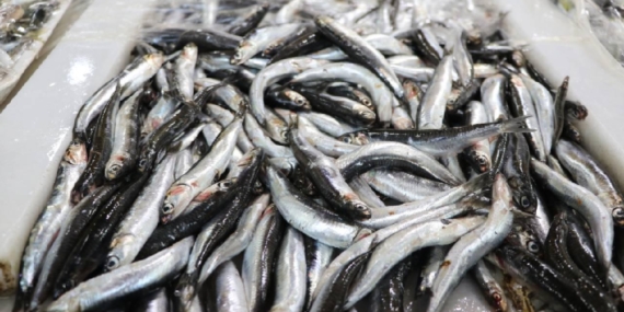 Karadeniz’in hamsisi Avrupa sofralarında
