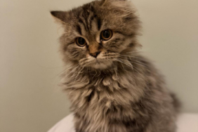 Kediler sandığımızdan çok daha sonra yoldaşımız oldu