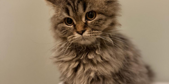 Kediler sandığımızdan çok daha sonra yoldaşımız oldu