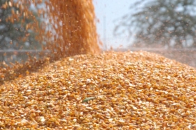 Malavi mısır ihracatını yasakladı