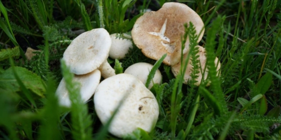 Mantar toplamaya gitti, ormanda kayboldu