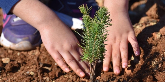 Milyonlarca fidan 11 Kasım’da toprakla buluşacak