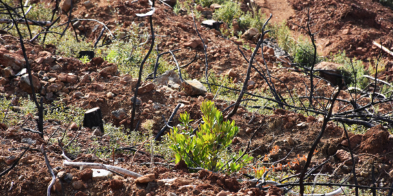 Ormanlar küllerinden doğuyor, yanan alanlar yeniden yeşeriyor
