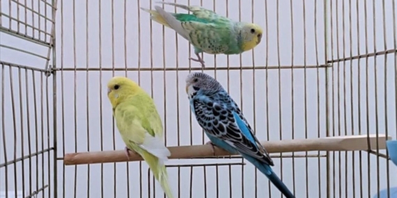 Petshoplarda yaban hayvanı satışı için ruhsat şartı