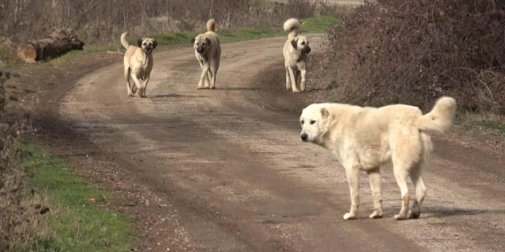 Şanlıurfa’da başıboş köpekler 5 koyunu telef etti