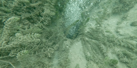 Sapanca’da oluşan kabarcıkların su kalitesine zarar vermediği belirlendi