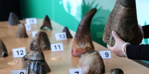 Singapur’da toplam değeri 800 bin dolardan fazla gergedan boynuzu ele geçirildi