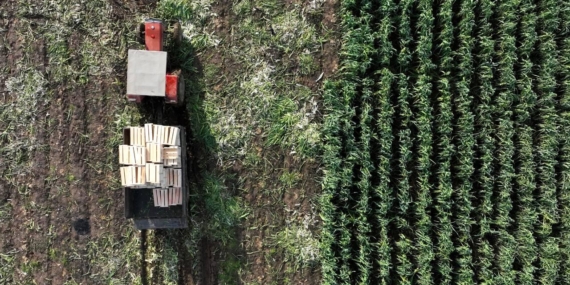 Tarım ÜFE ekimde aylık bazda yüzde 4 art