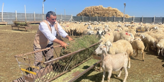 TİGEM 5 bin 150 küçükbaş hayvan satacak