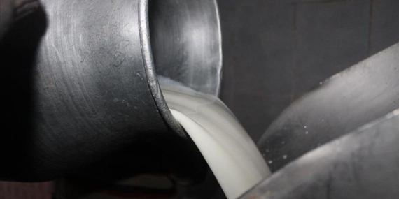 TİGEM, ihaleyle 74 bin 665 ton inek sütü satacak