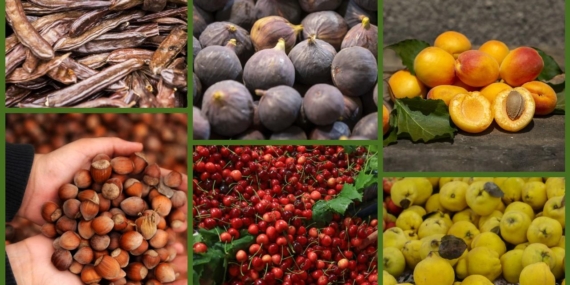 Türkiye tarımda 7 üründe dünya lideri oldu