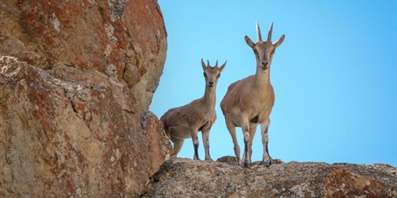 Yaban keçisi öldüren 3 kişiye 1,9 milyon lira ceza