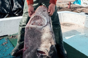 Yalova'da balıkçılar 4 metrelik köpek balığı yakaladı