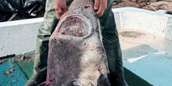 Yalova’da balıkçılar 4 metrelik köpek balığı yakaladı