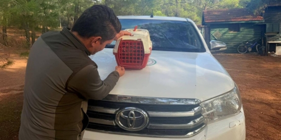 Yasadışı Kınalı Keklik satışına 28 bin TL ceza