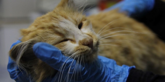 Yavru kedide AIDS tespit edildi