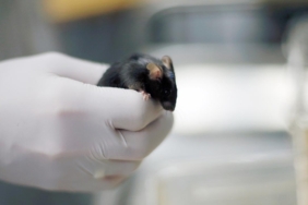 Yeni ilaç karışımı erkek farelerin ömrünü yüzde 73 uzattı