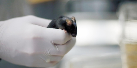 Yeni ilaç karışımı erkek farelerin ömrünü yüzde 73 uzattı