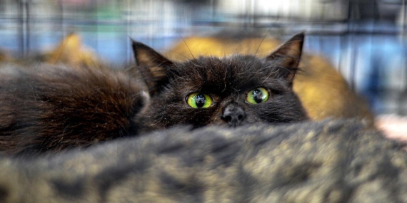 Yeni Zelanda 2050ye kadar 2.5 milyon kediyi öldürecek