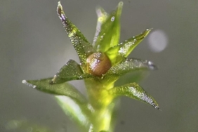 Yosun tohumları 9 ay boyunca uzay boşluğuna dayandı