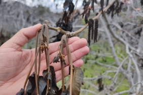 Zirai don kapsamında 798 milyon lira yeni destek ödemesi