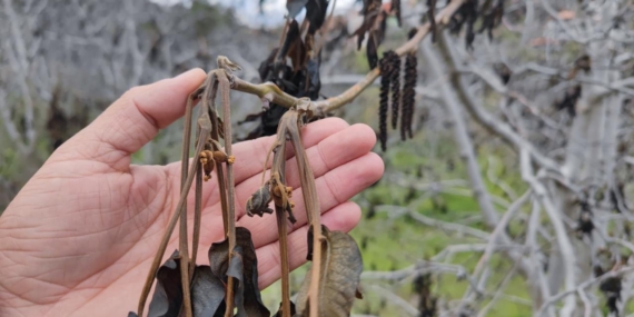 Zirai don kapsamında 798 milyon lira yeni destek ödemesi