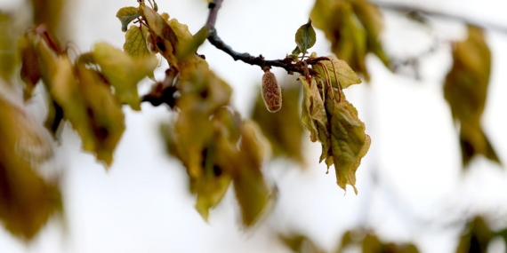 Zirai don nedeniyle üreticilere 23 milyar liralık hasar tazminatı