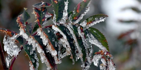 Zirai dondan etkilenen üreticilere yeni destek ödemesi